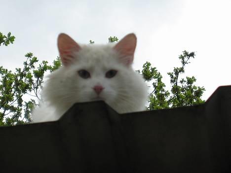 Norsk Skovkat Safir billede 8