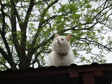 Norsk Skovkat Safir billede 9