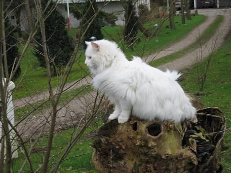 Norsk Skovkat Safir billede 10