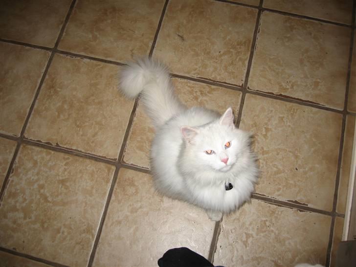 Norsk Skovkat Safir billede 11