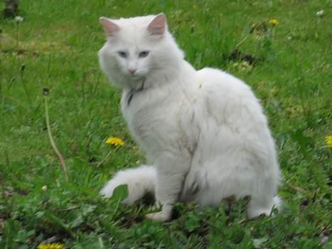 Norsk Skovkat Safir billede 12