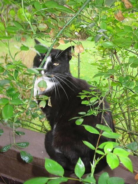 Huskat Pumba billede 11