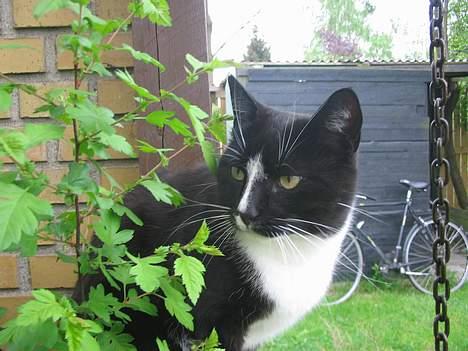 Huskat Pumba billede 12