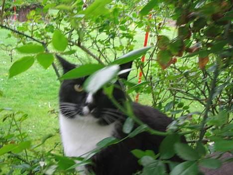 Huskat Pumba billede 13