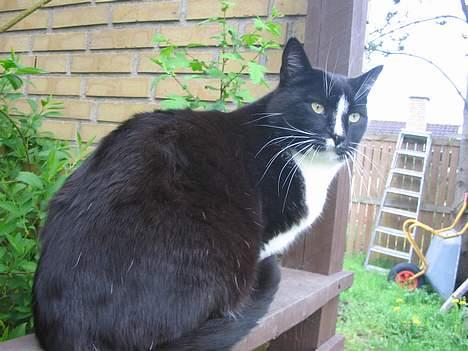 Huskat Pumba billede 14