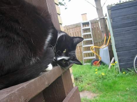 Huskat Pumba billede 15