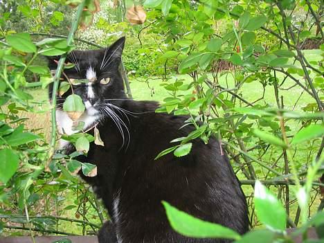 Huskat Pumba billede 16