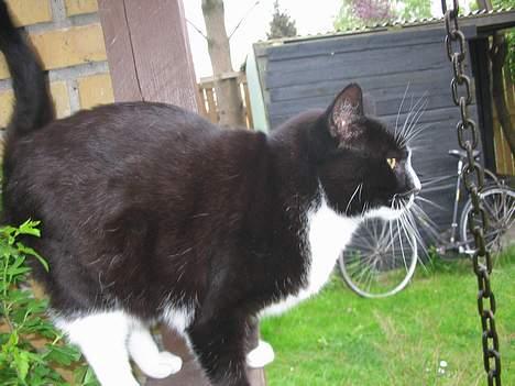 Huskat Pumba billede 17