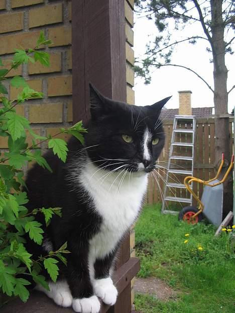 Huskat Pumba billede 18