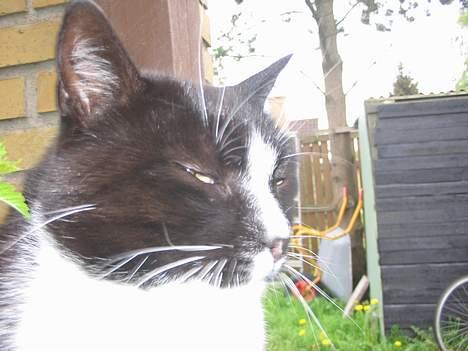 Huskat Pumba billede 19