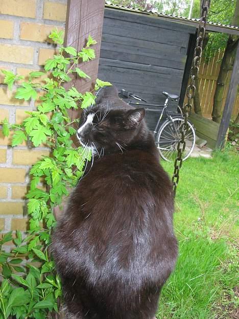 Huskat Pumba billede 20