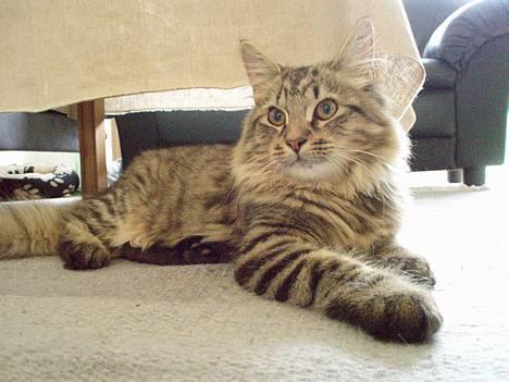 Blanding af racer Kiwi billede 3