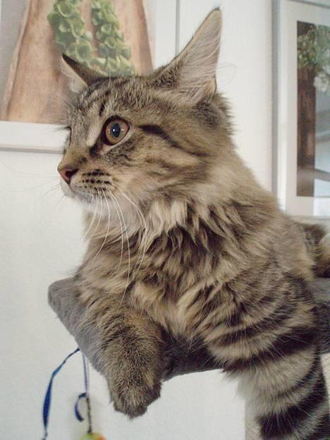 Blanding af racer Kiwi billede 4