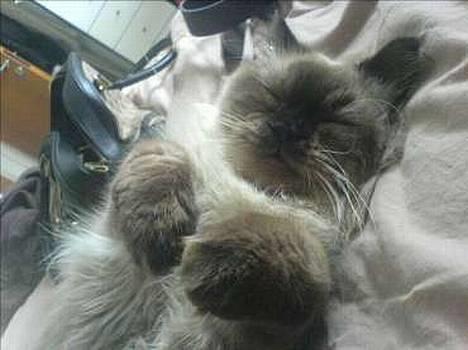 Colorpoint Loui - uhh, sover gooodt :P billede 9