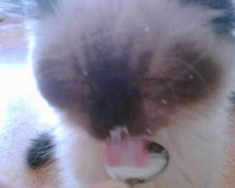 Colorpoint Loui - Mmm.. MAD! billede 10