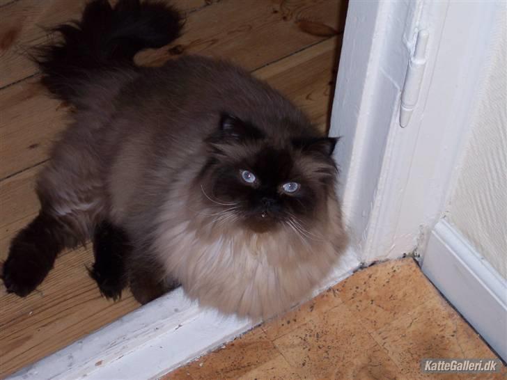 Colorpoint Loui billede 11