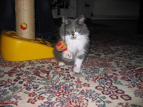 Norsk Skovkat Baloo R.I.P :'( † - Hvorfor kan jeg ikke nå den..? billede 1