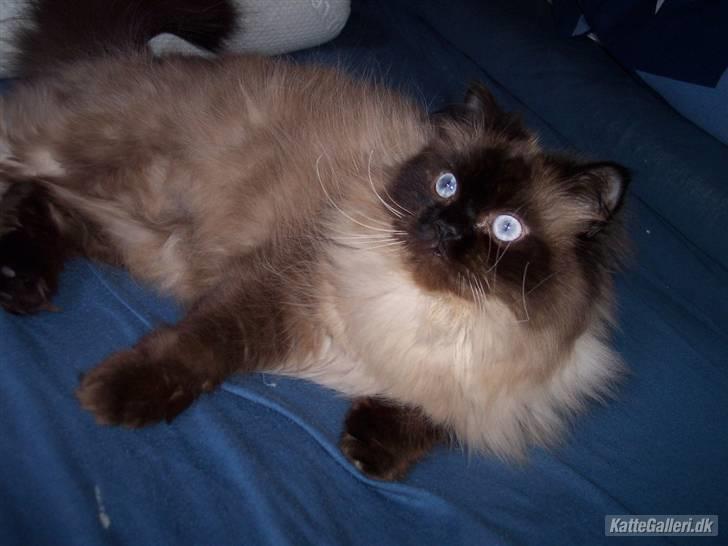 Colorpoint Loui billede 12