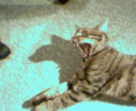 Blanding af racer Tarzan - Det har været en hård dag... billede 15