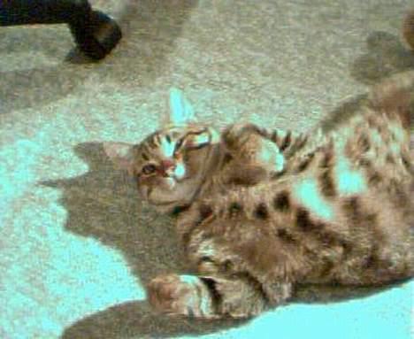 Blanding af racer Tarzan - Nej ikke tag et billed af mig lige nu. Jeg skal lige ordne håret! billede 16