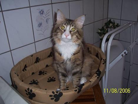 Norsk Skovkat Lillelunden's Paw *solgt* - så smuk er jeg bare efter dagens lur... smil.. billede 1