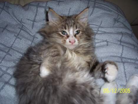 Norsk Skovkat Lillelunden's Paw *solgt* - ville du noget??? billede 2