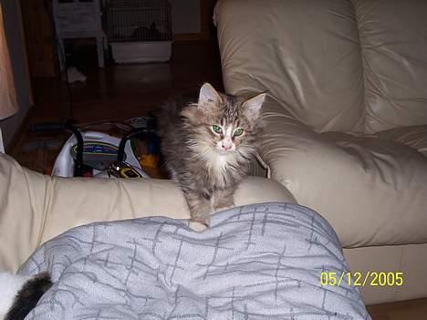 Norsk Skovkat Lillelunden's Paw *solgt* - hmm hun er da også allesteder med det kamera... billede 3