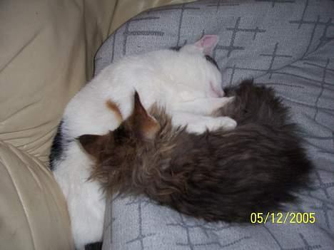 Norsk Skovkat Lillelunden's Paw *solgt* - en hyggestund med min veninde.. billede 4