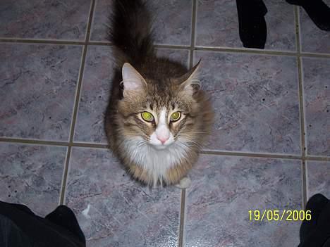 Norsk Skovkat Lillelunden's Paw *solgt* - ok så lige et enkelt billede.. billede 5