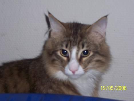 Norsk Skovkat Lillelunden's Paw *solgt* - øv hun så jeg gemte mig bag trampolinen billede 6