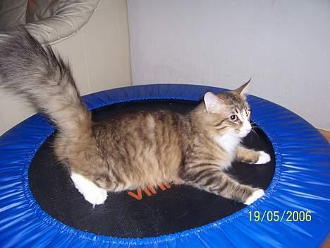 Norsk Skovkat Lillelunden's Paw *solgt* - så er det tid til den daglige motion.. skal jo være i form til jeg engang skal have dame besøg billede 7