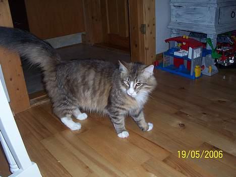 Norsk Skovkat Lillelunden's Paw *solgt* - øv billeder nu igen holder hun da aldrig op.. billede 8