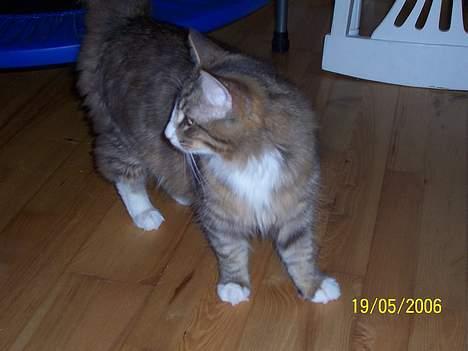 Norsk Skovkat Lillelunden's Paw *solgt* - hov.. hvad var det.. billede 9