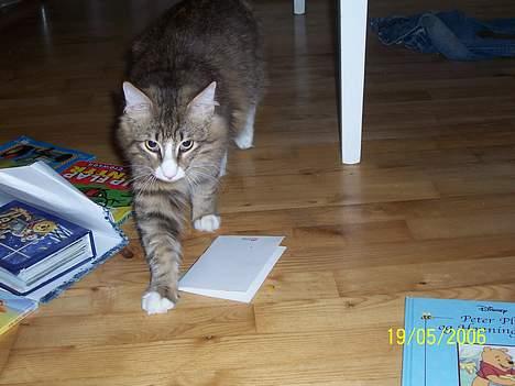 Norsk Skovkat Lillelunden's Paw *solgt* - jeg prøver lige at snige mig ind på den flue.. shhh billede 10