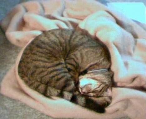 Blanding af racer Tarzan - Åh! dejlig at ligge her... billede 17