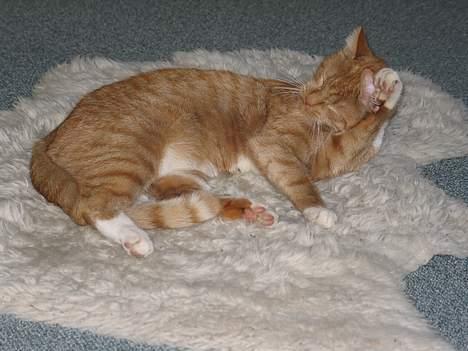 Huskat Oliver  R.I.P d.16-10-06  - Jeg kan godt li at vaske mig bag øret billede 8