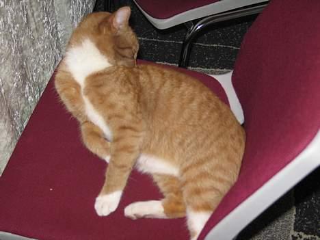 Huskat Oliver  R.I.P d.16-10-06  - Nu sidder jeg her på stolen og venter på festen i aften  billede 9
