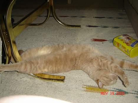 British Shorthair Kasae's Donnovan - Det er sundt for krop og sjæl at strække sig, så jeg er i TOPFORM billede 12