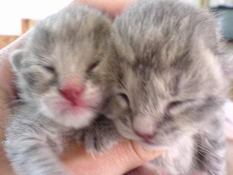 Huskat Bulder og Emil billede 1