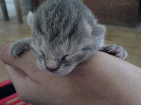 Huskat Bulder og Emil billede 2