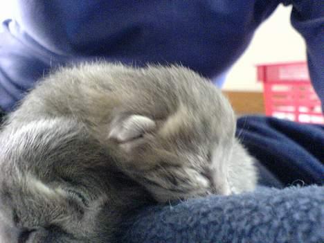 Huskat Bulder og Emil billede 3