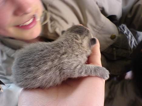 Huskat Bulder og Emil billede 4