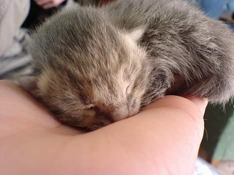 Huskat Bulder og Emil billede 5