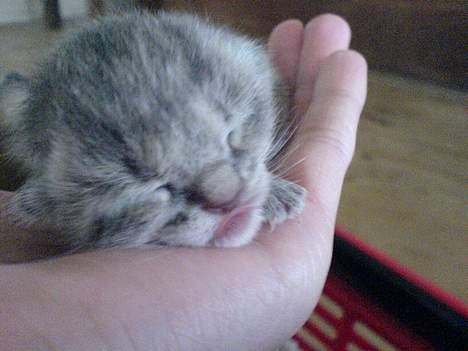 Huskat Bulder og Emil billede 6