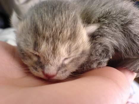 Huskat Bulder og Emil billede 7