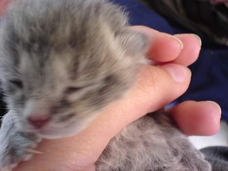 Huskat Bulder og Emil billede 8