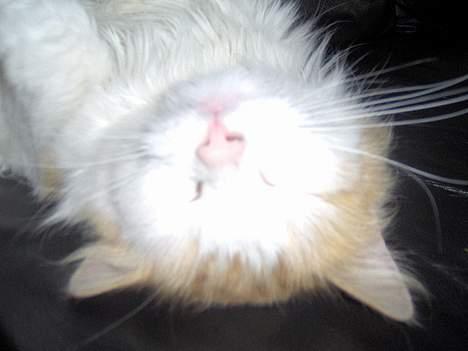 Blanding af racer Gizmo<33 HAR KILLINGER! billede 13