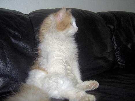 Blanding af racer Gizmo<33 HAR KILLINGER! billede 14