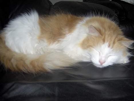 Blanding af racer Gizmo<33 HAR KILLINGER! billede 15