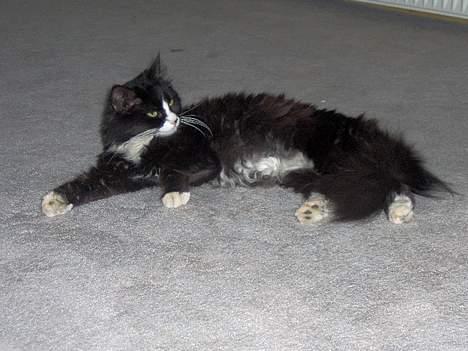 Blanding af racer Komma<333 billede 13